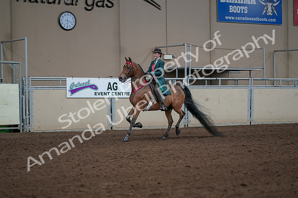 2019 Morgan Horse Show - Sept 01, 2019 - 13453