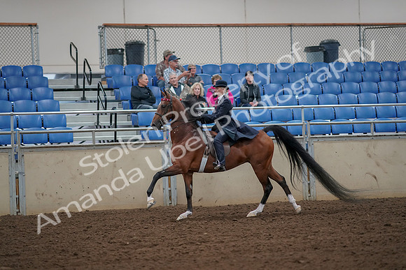 2019 Morgan Horse Show - Aug 30, 2019 - 25148