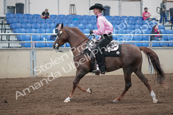 2019 Morgan Horse Show - Sept 01, 2019 - 07004