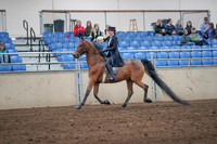 2019 Morgan Horse Show - Aug 31, 2019 - 19915