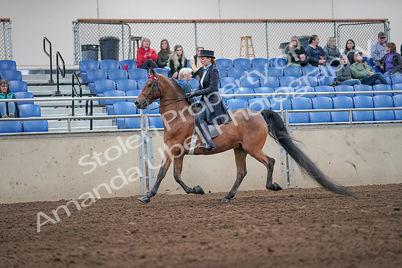 2019 Morgan Horse Show - Aug 31, 2019 - 19915