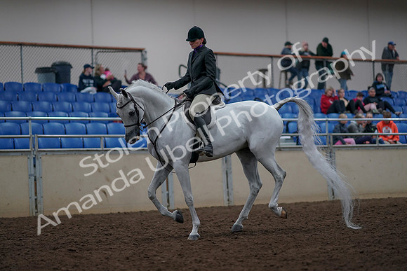 2019 Morgan Horse Show - Aug 31, 2019 - 16012