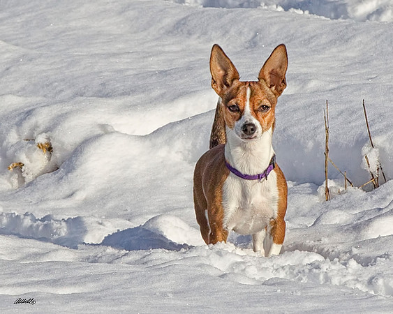 Dogs and Cats - 045