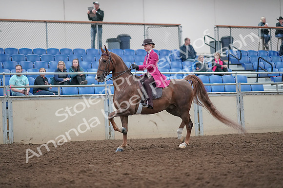 2019 Morgan Horse Show - Aug 31, 2019 - 08746