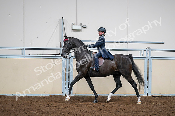 2020 - AB Morgan Horse - Fri, Sept 04 - 03025
