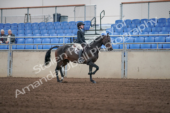 2019 Morgan Horse Show - Sept 01, 2019 - 03815