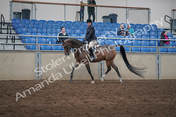 2019 Morgan Horse Show - Sept 01, 2019 - 08510