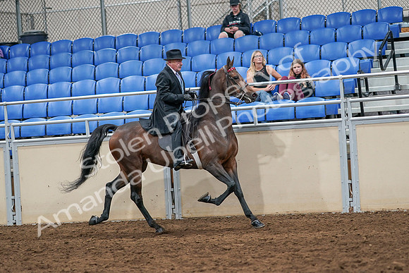 2020 - AB Morgan Horse - Sat, Sept 05 - 08155