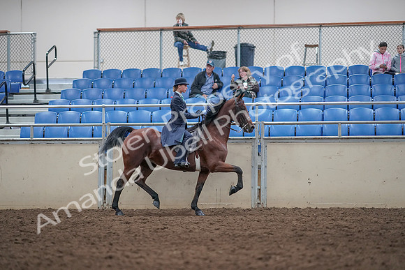 2019 Morgan Horse Show - Aug 31, 2019 - 08882