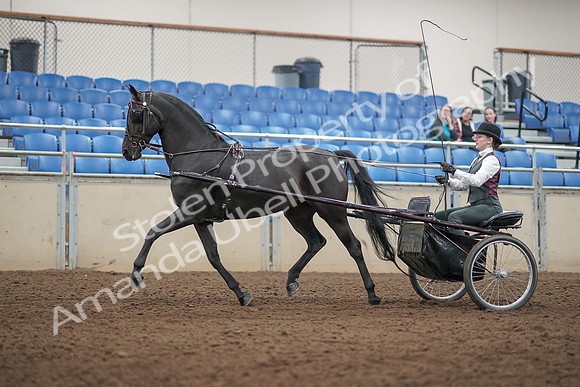 2019 Morgan Horse Show - Aug 31, 2019 - 04675
