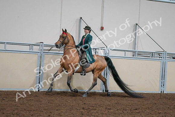 2020 - AB Morgan Horse - Sat, Sept 05 - 13680