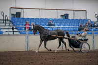 2019 Morgan Horse Show - Aug 31, 2019 - 10253