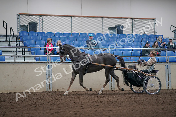 2019 Morgan Horse Show - Aug 31, 2019 - 10253