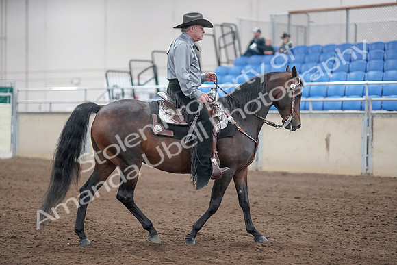 2019 Morgan Horse Show - Sept 01, 2019 - 07015