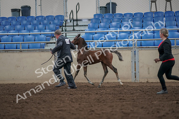 2019 Morgan Horse Show - Aug 31, 2019 - 00418