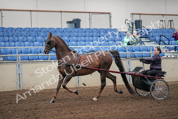 2019 Morgan Horse Show - Aug 30, 2019 - 13077