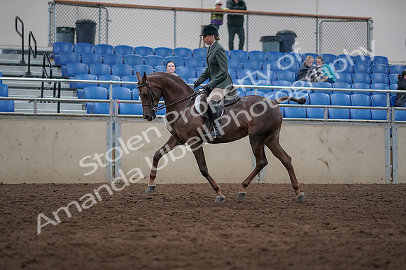 2019 Morgan Horse Show - Sept 01, 2019 - 08549
