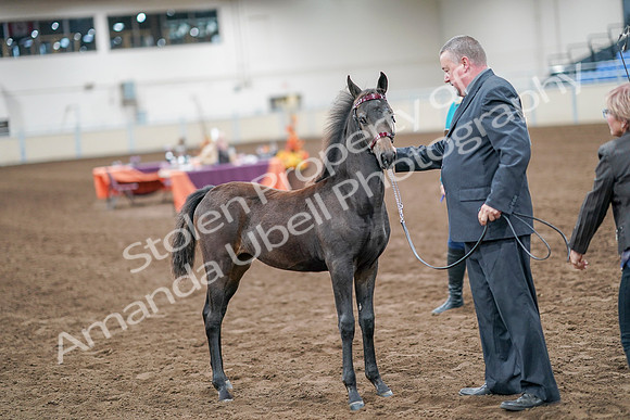 2020 - AB Morgan Horse - Sat, Sept 05 - 00483
