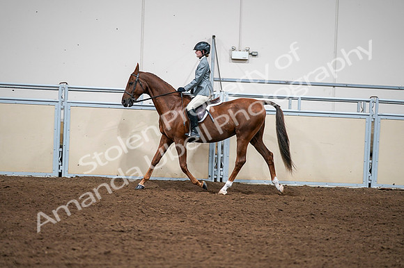 2020 - AB Morgan Horse - Fri, Sept 04 - 03049