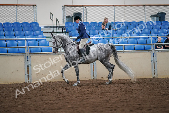 2019 Morgan Horse Show - Aug 30, 2019 - 16203