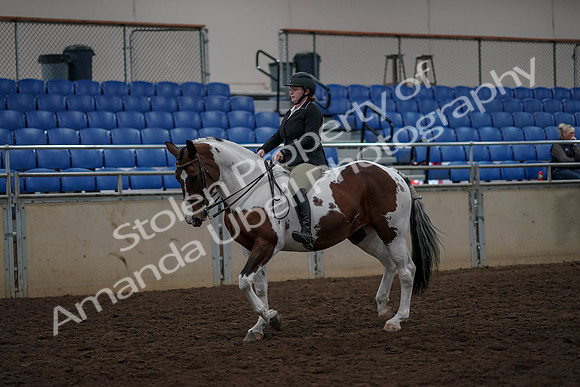2019 Morgan Horse Show - Aug 30, 2019 - 31111