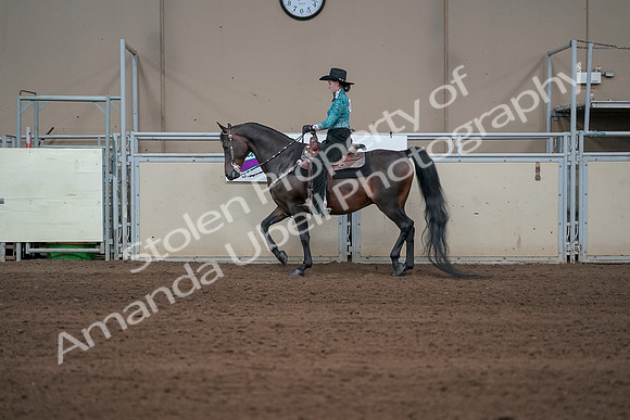 2019 Morgan Horse Show - Sept 01, 2019 - 06920