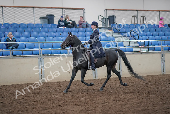 2019 Morgan Horse Show - Aug 31, 2019 - 18000