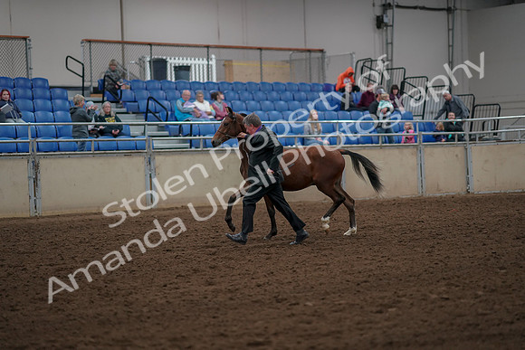 2019 Morgan Horse Show - Aug 30, 2019 - 25543