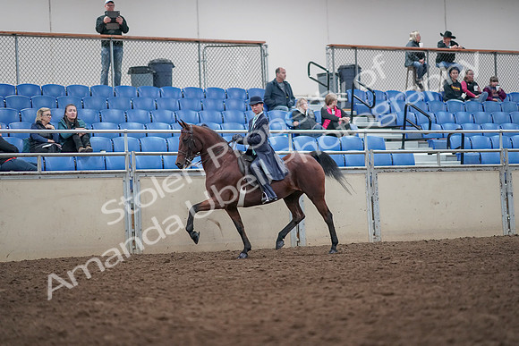 2019 Morgan Horse Show - Aug 31, 2019 - 08581