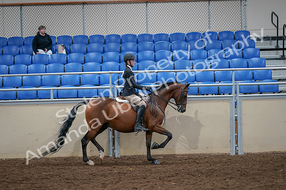 2020 - AB Morgan Horse - Fri, Sept 04 - 06136