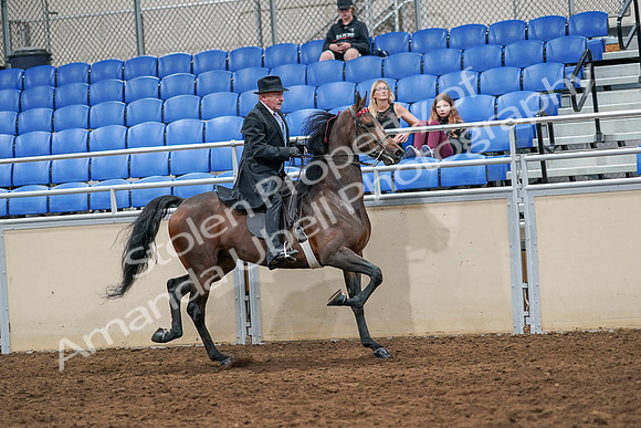 2020 - AB Morgan Horse - Sat, Sept 05 - 08156