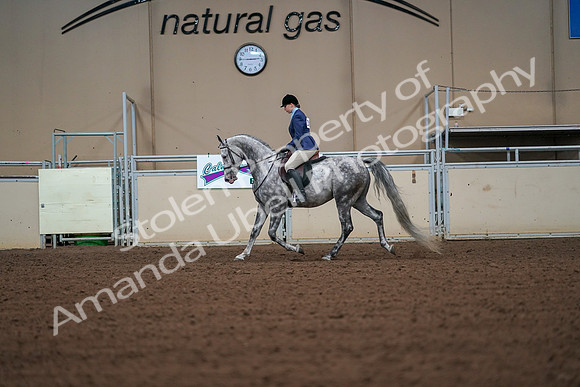 2019 Morgan Horse Show - Aug 30, 2019 - 16149