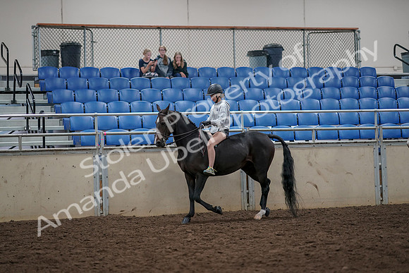2019 Morgan Horse Show - Aug 30, 2019 - 31215