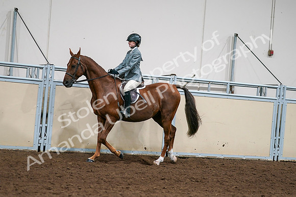 2020 - AB Morgan Horse - Fri, Sept 04 - 03036
