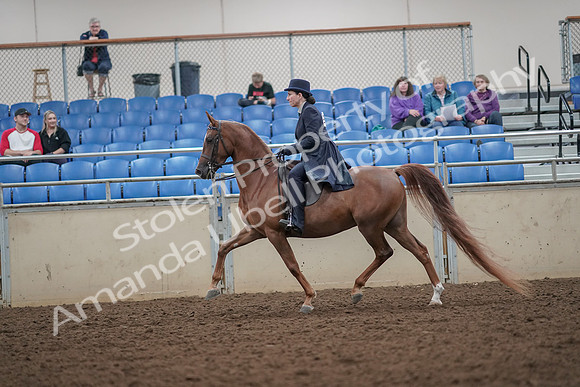 2019 Morgan Horse Show - Aug 30, 2019 - 26777