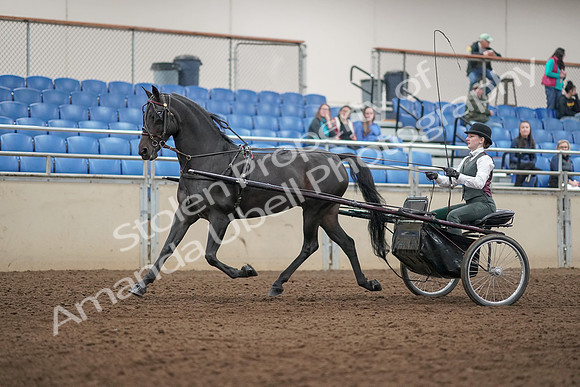 2019 Morgan Horse Show - Aug 31, 2019 - 04671