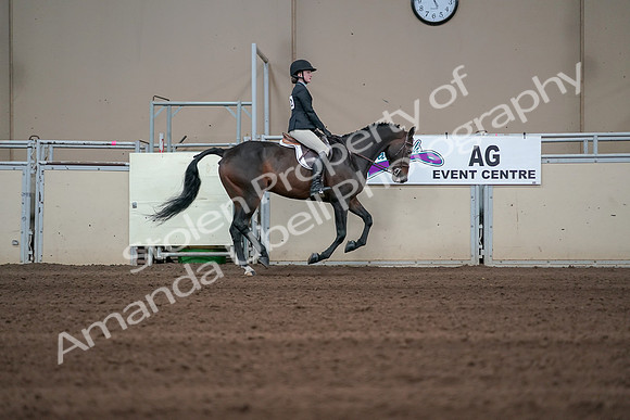 2019 Morgan Horse Show - Sept 01, 2019 - 03919