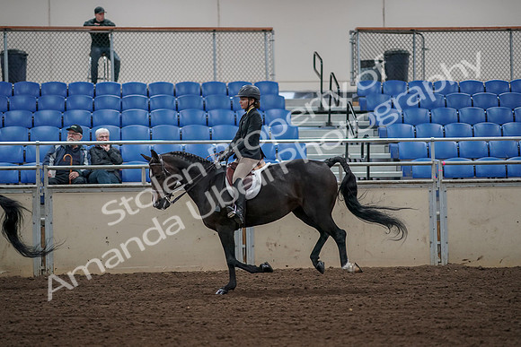 2019 Morgan Horse Show - Aug 31, 2019 - 05118