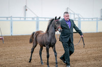 2020 - AB Morgan Horse - Fri, Sept 04 - 06193