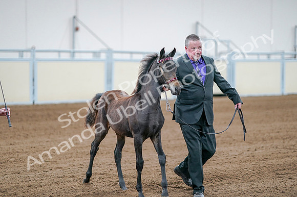 2020 - AB Morgan Horse - Fri, Sept 04 - 06193