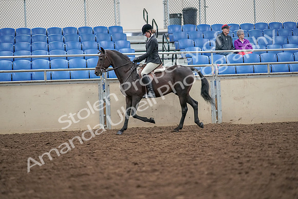 2019 Morgan Horse Show - Aug 30, 2019 - 20130