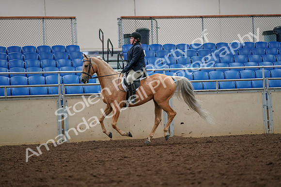 2019 Morgan Horse Show - Aug 30, 2019 - 22368