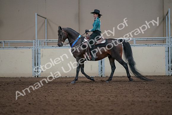 2019 Morgan Horse Show - Sept 01, 2019 - 07334