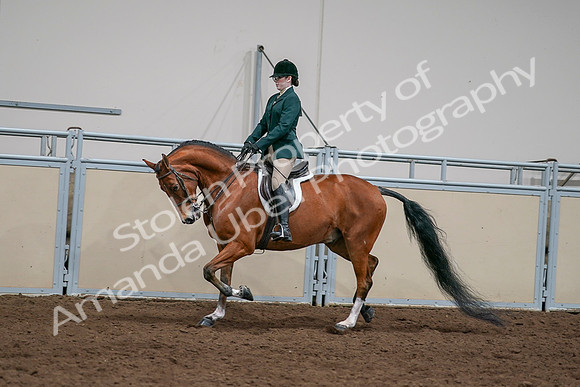 2020 - AB Morgan Horse - Sat, Sept 05 - 05021