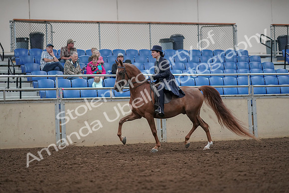 2019 Morgan Horse Show - Aug 30, 2019 - 26761
