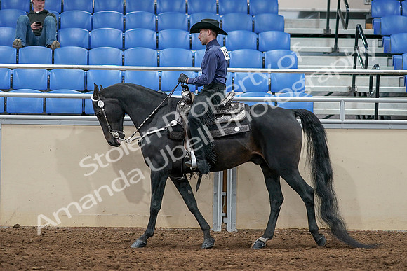 2020 - AB Morgan Horse - Sun, Sept 06 - 07523