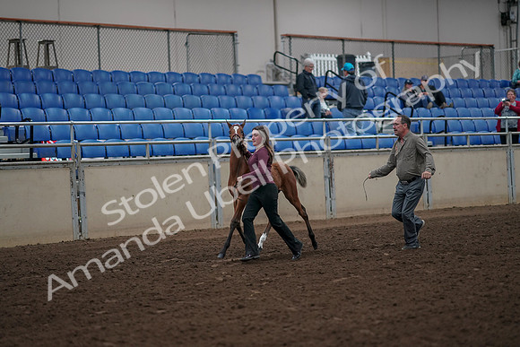 2019 Morgan Horse Show - Aug 31, 2019 - 00373