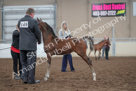 2019 Morgan Horse Show - Aug 31, 2019 - 00398