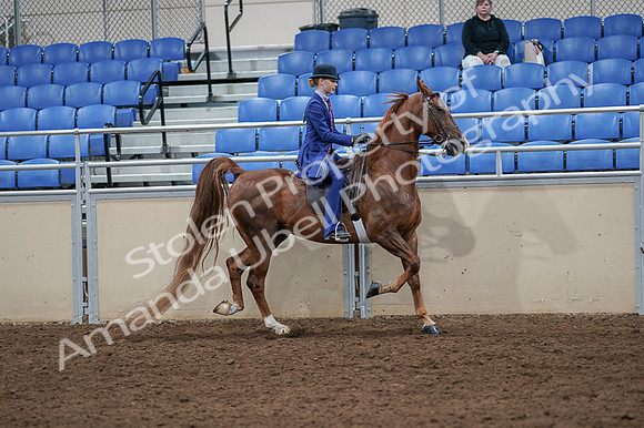 2020 - AB Morgan Horse - Fri, Sept 04 - 05255