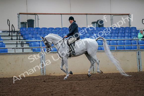 2019 Morgan Horse Show - Aug 30, 2019 - 17414